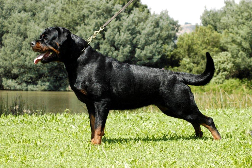 are there rottweilers in south africa