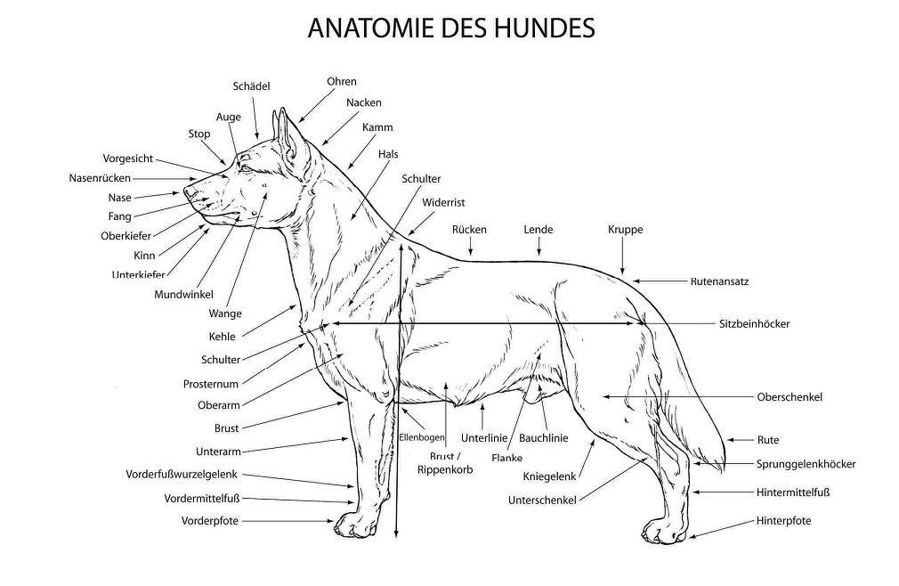 Anatomie des Hundes Standard 0618